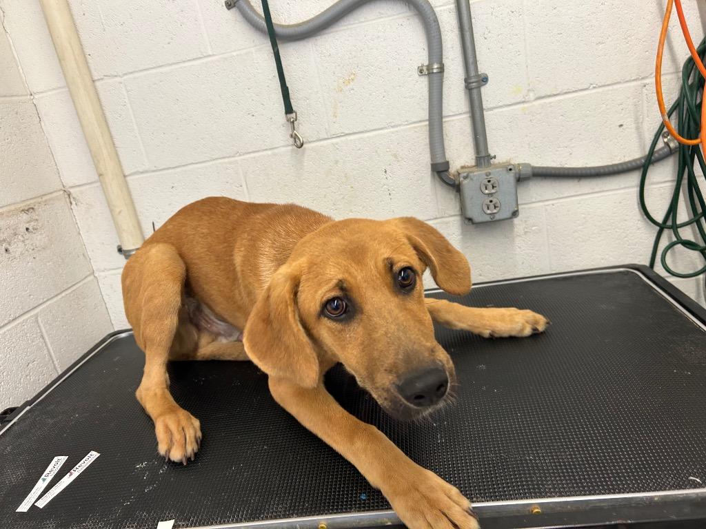 Enlarge Brownie, a Adoptable mixed breed in Chickamauga , GA image 2/5