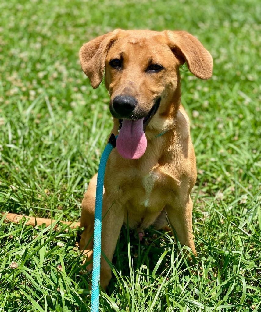 Enlarge Brownie, a Adoptable mixed breed in Chickamauga , GA image 3/5