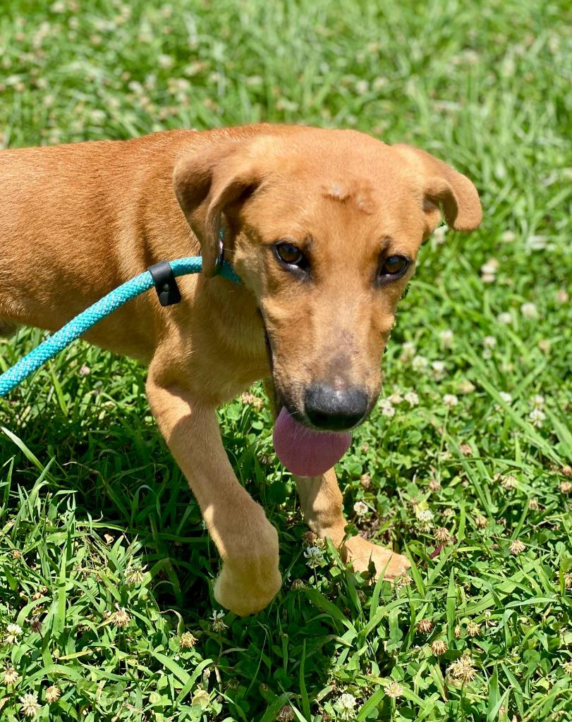 Enlarge Brownie, a Adoptable mixed breed in Chickamauga , GA image 4/5