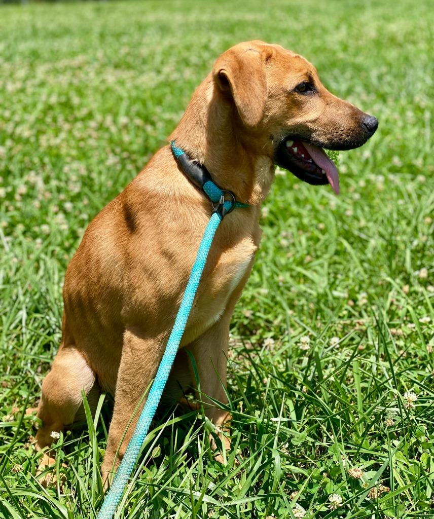Enlarge Brownie, a Adoptable mixed breed in Chickamauga , GA image 5/5