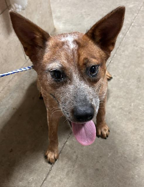 Rosie, a ADOPTABLE Australian Cattle Dog / Blue Heeler in Denison, IA image 2/2
