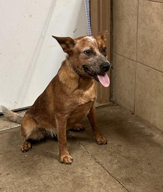 Rosie, ADOPTABLE, Adult Female Australian Cattle Dog / Blue Heeler.