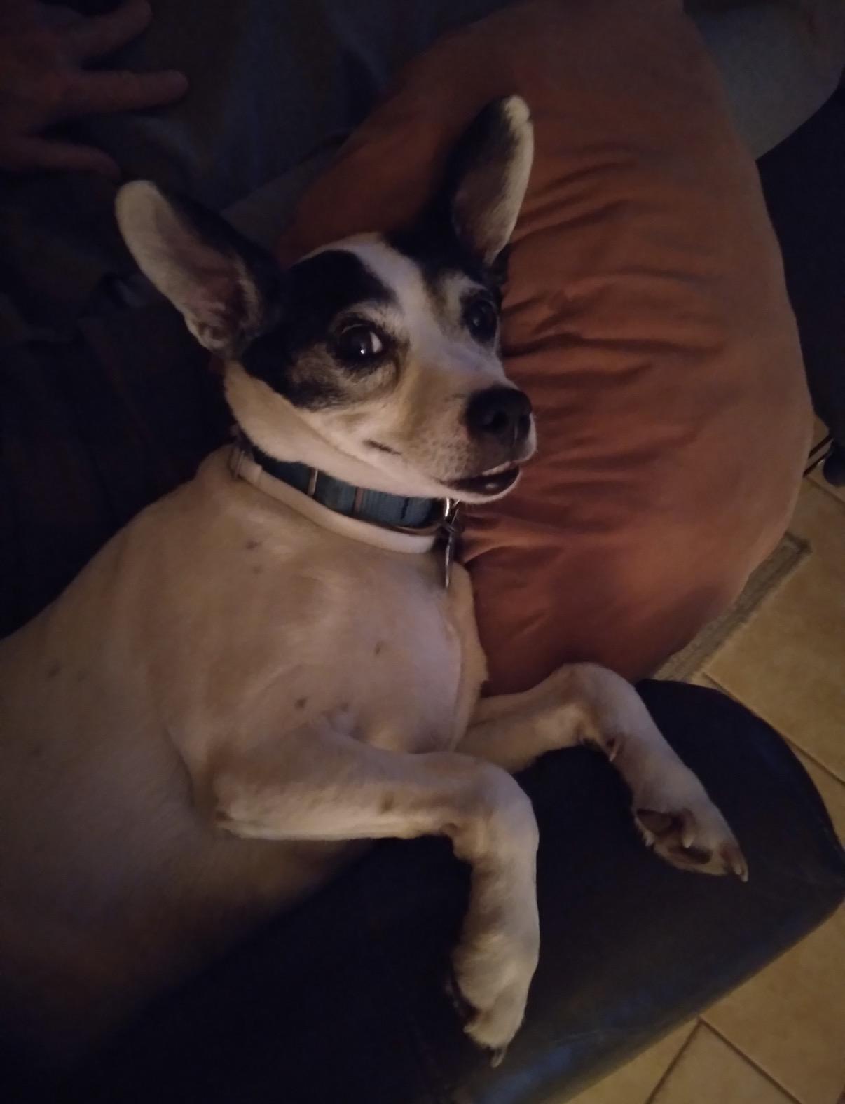 Enlarge Sebastian, an adopted Rat Terrier in Whitewater, WI image 2/6