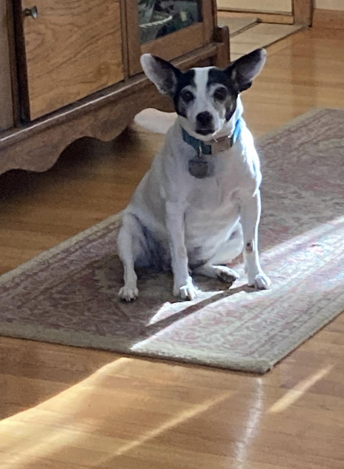 Enlarge Sebastian, an adopted Rat Terrier in Whitewater, WI image 1/6