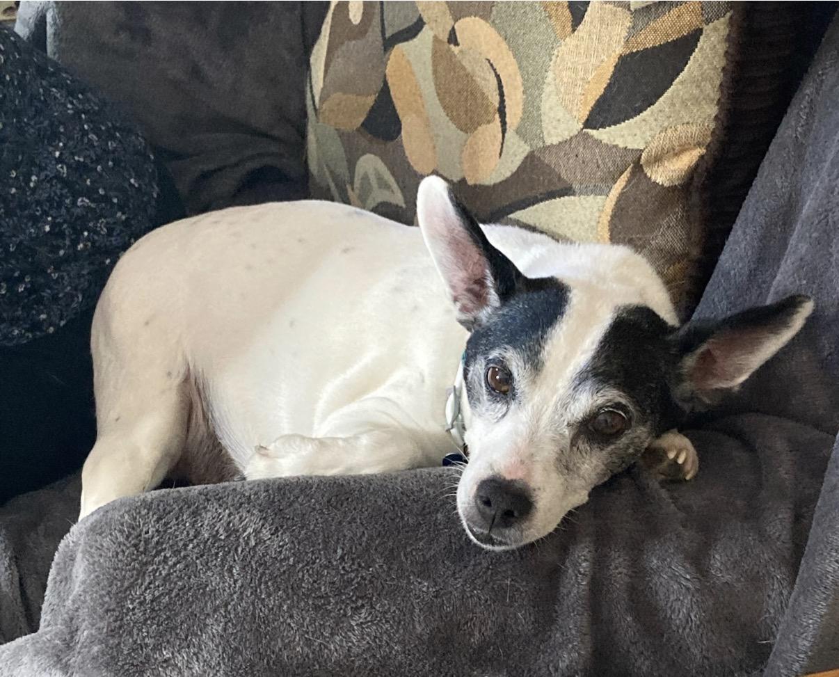 Enlarge Sebastian, an adopted Rat Terrier in Whitewater, WI image 4/6