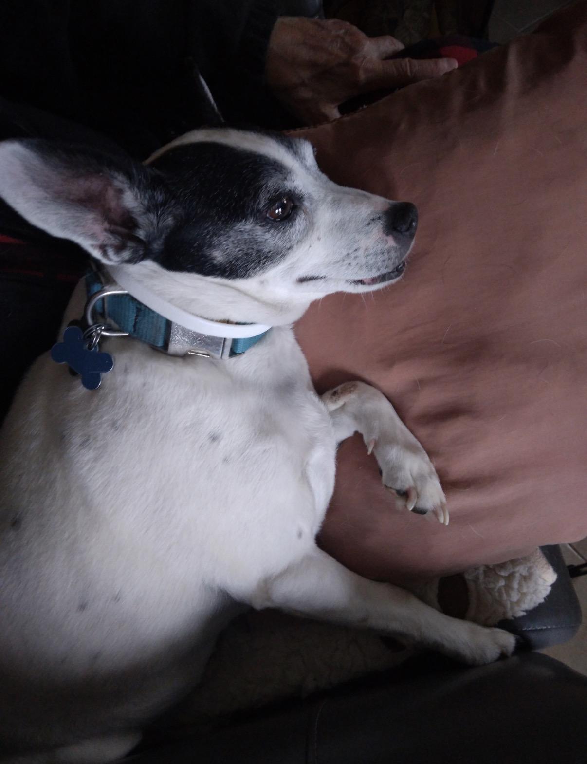 Enlarge Sebastian, an adopted Rat Terrier in Whitewater, WI image 6/6