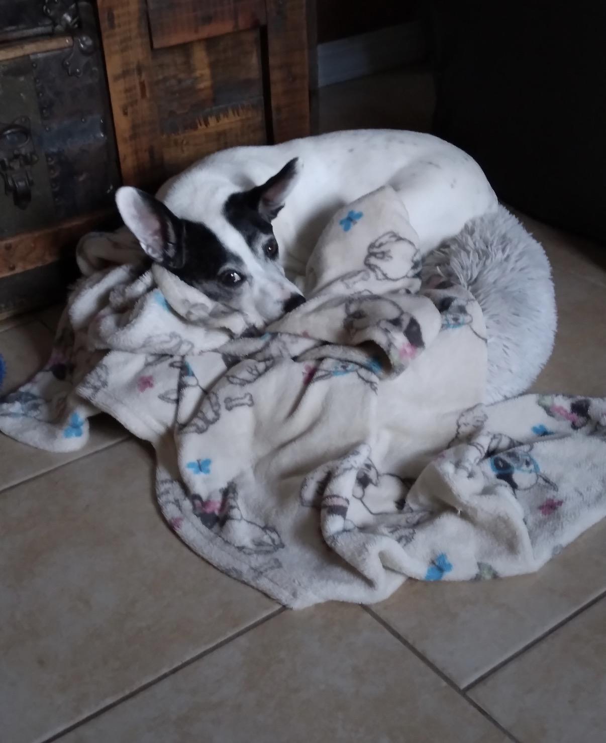 Enlarge Sebastian, an adopted Rat Terrier in Whitewater, WI image 5/6