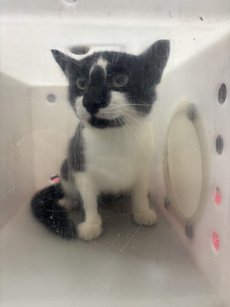 CASH, Adoptable, Young Male Domestic Short Hair.