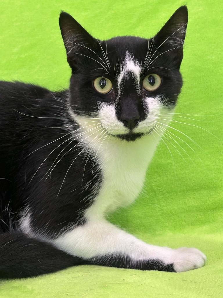 Enlarge CASH, a Adoptable mixed breed in Warrenton, NC image 2/2