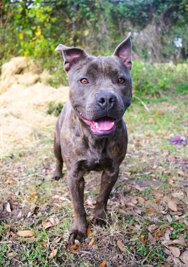 Jefferson, Adoptable, Adult Male Pit Bull Terrier.