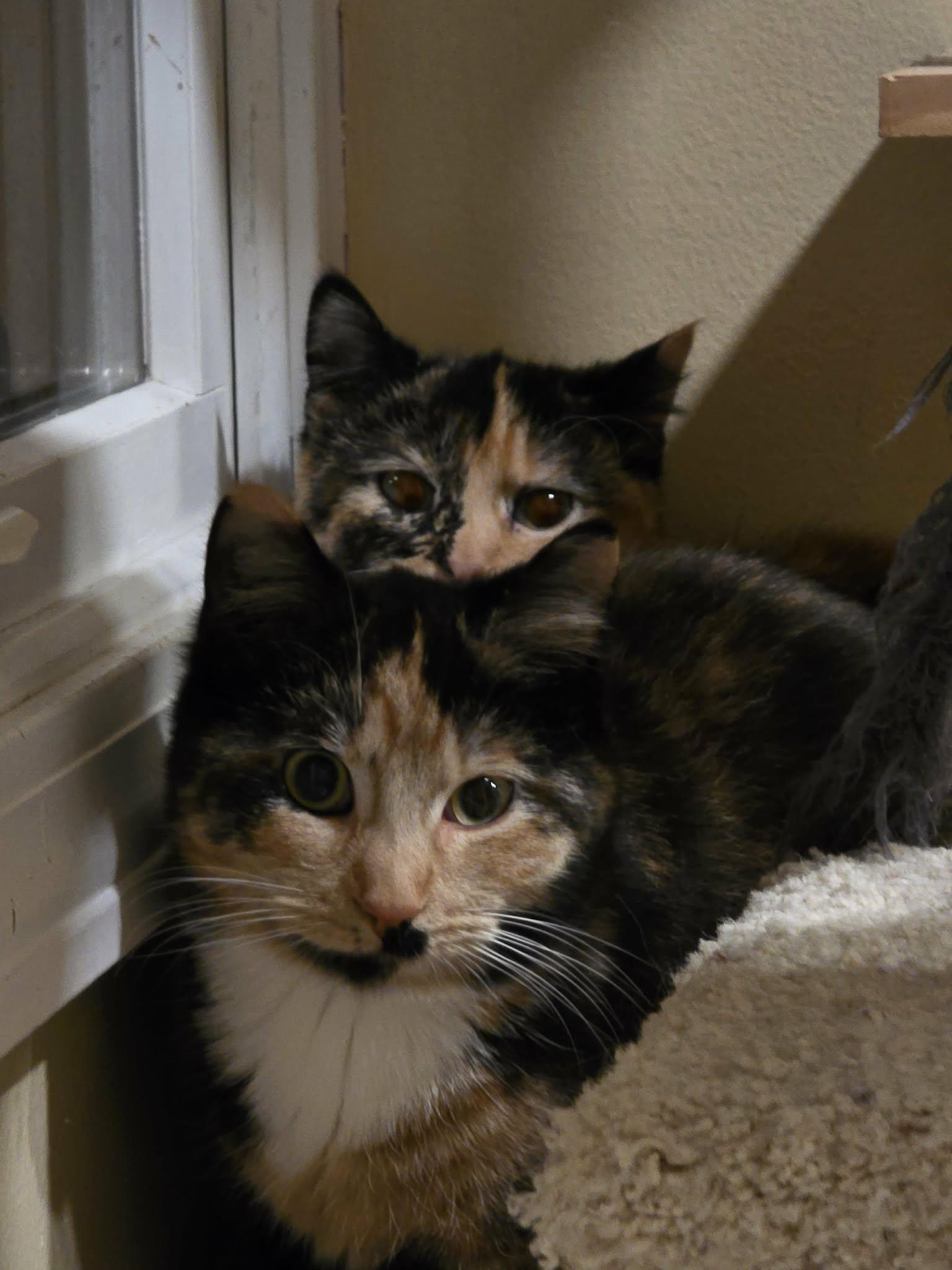 Lily & Marigold bonded spirit cats , an adopted Calico in Enfield, CT image 2/3