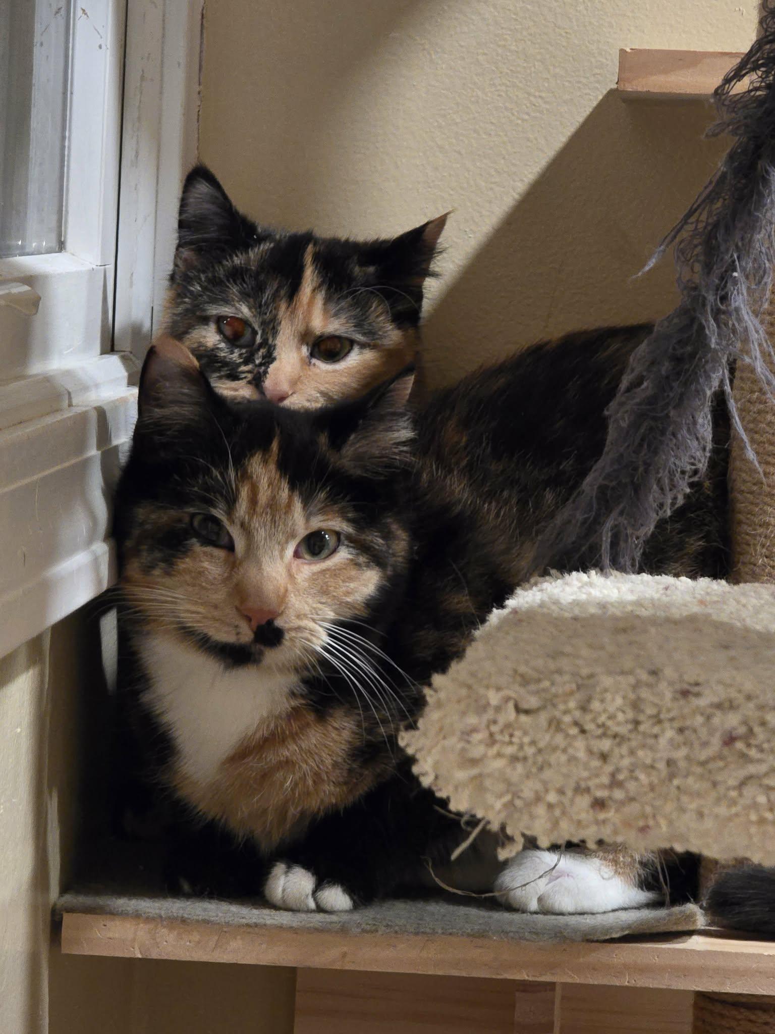 Lily & Marigold bonded spirit cats , an adopted Calico in Enfield, CT image 3/3