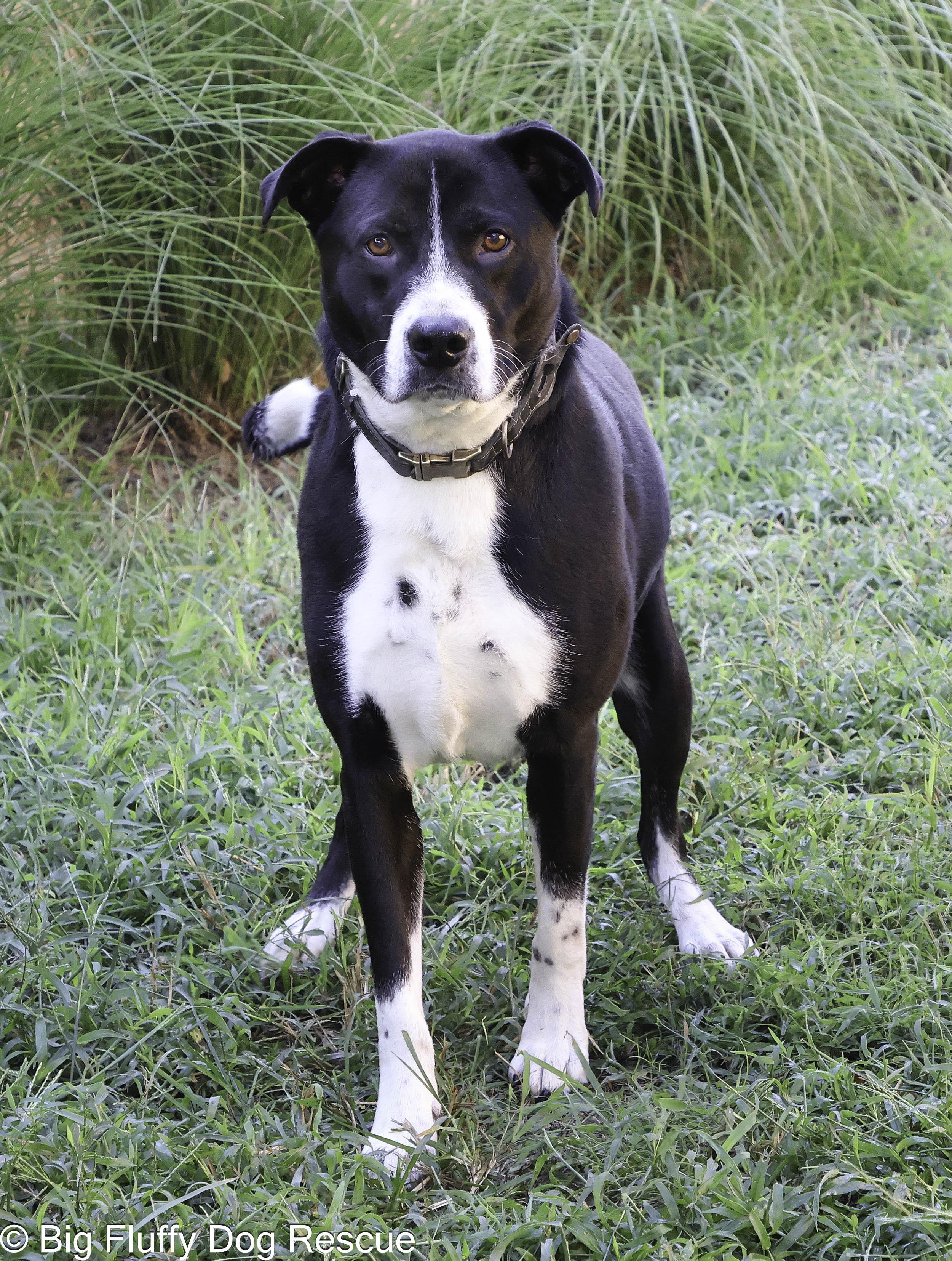 Enlarge Tux, a Adoptable mixed breed in Richfield, OH image 5/6