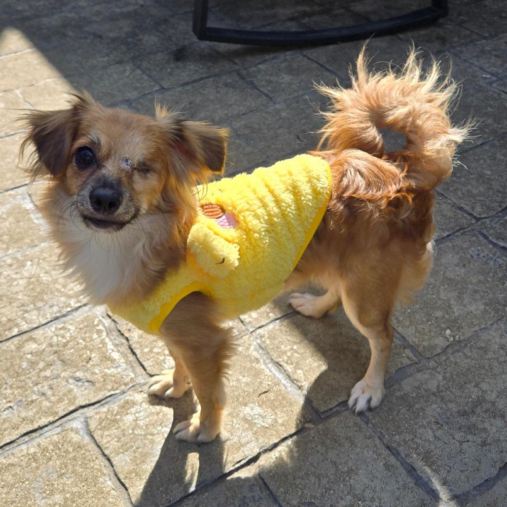 Enlarge Bella-rina Available 9/26_3, a Adoptable Chihuahua in Loves Park, IL image 1/3