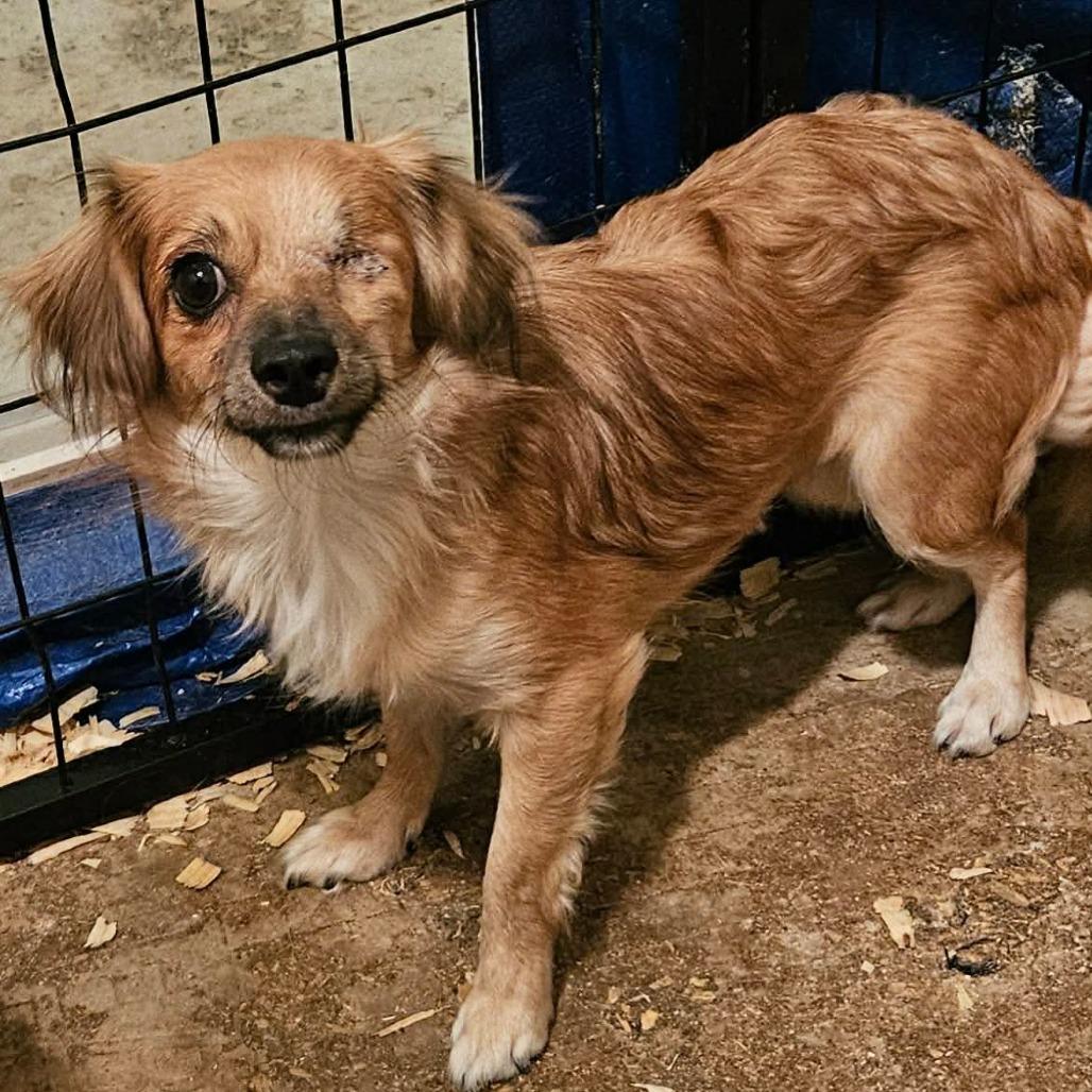 Enlarge Bella-rina Available 9/26_3, a Adoptable Chihuahua in Loves Park, IL image 2/3