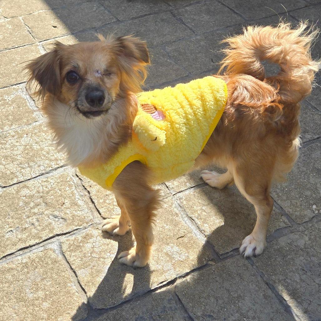 Enlarge Bella-rina Available 9/26_3, a Adoptable Chihuahua in Loves Park, IL image 3/3
