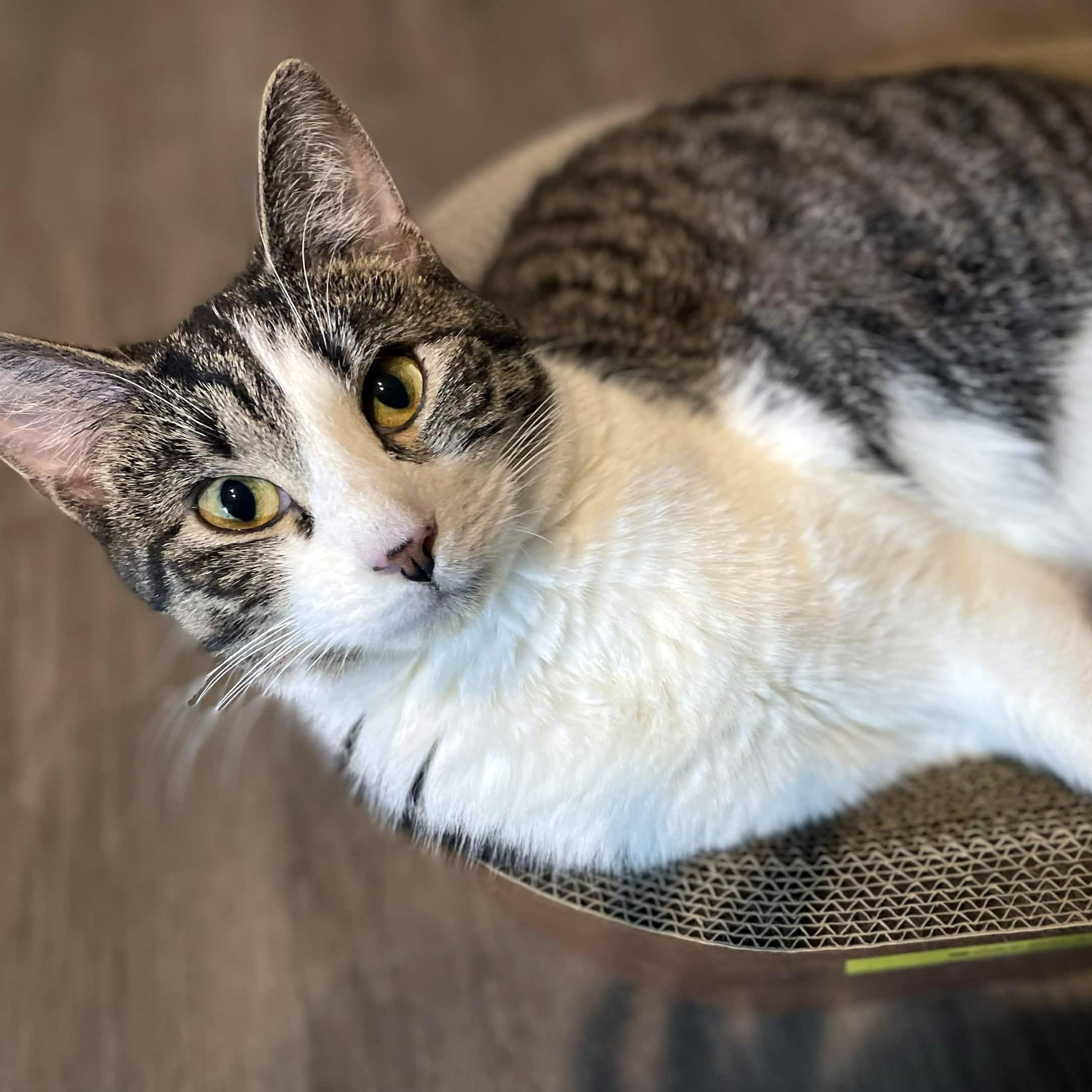 Enlarge Peri, a ADOPTABLE mixed breed in Chicago, IL image 2/6