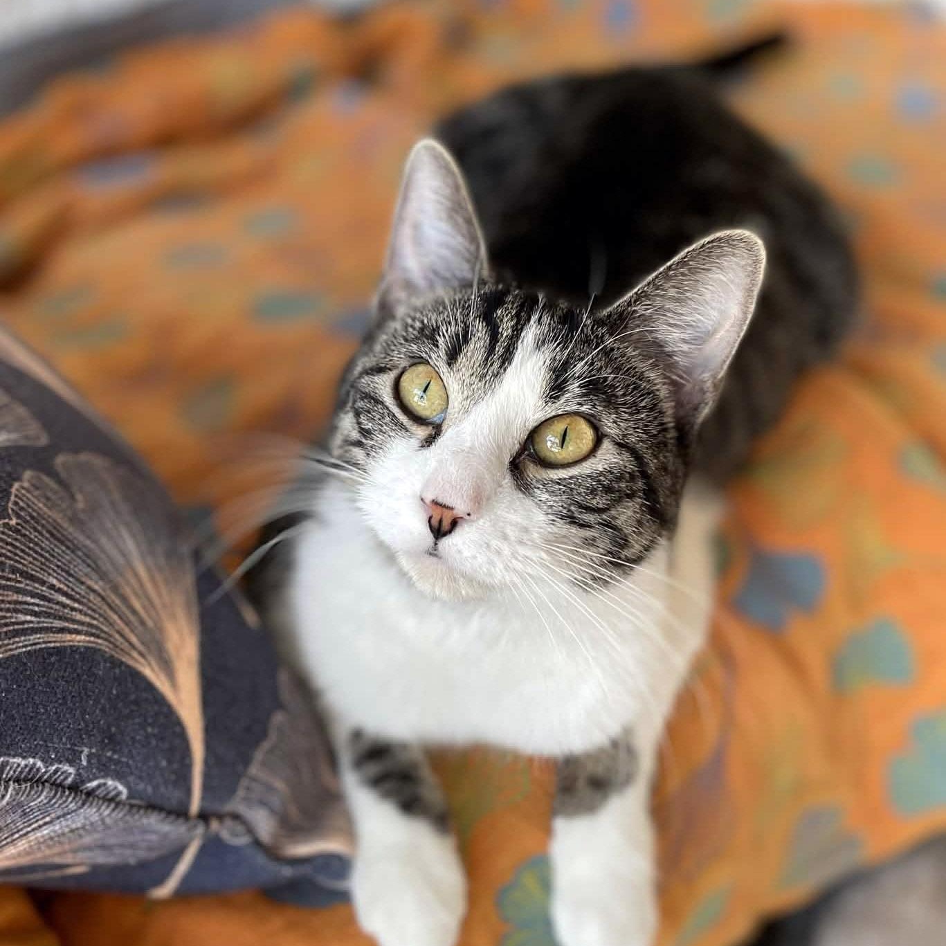 Peri, ADOPTABLE, Adult Female Tabby & Domestic Short Hair.