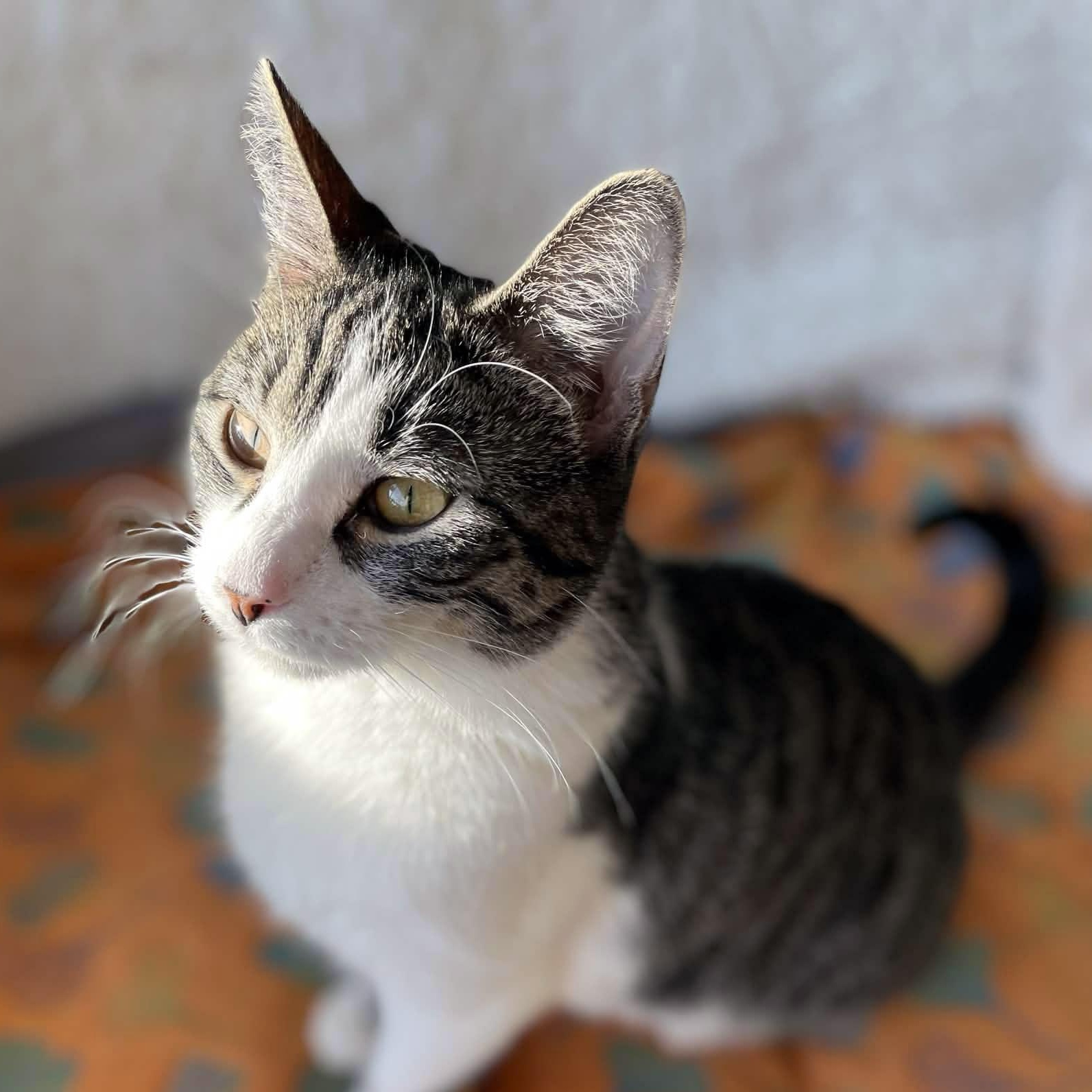 Enlarge Peri, a ADOPTABLE mixed breed in Chicago, IL image 4/6