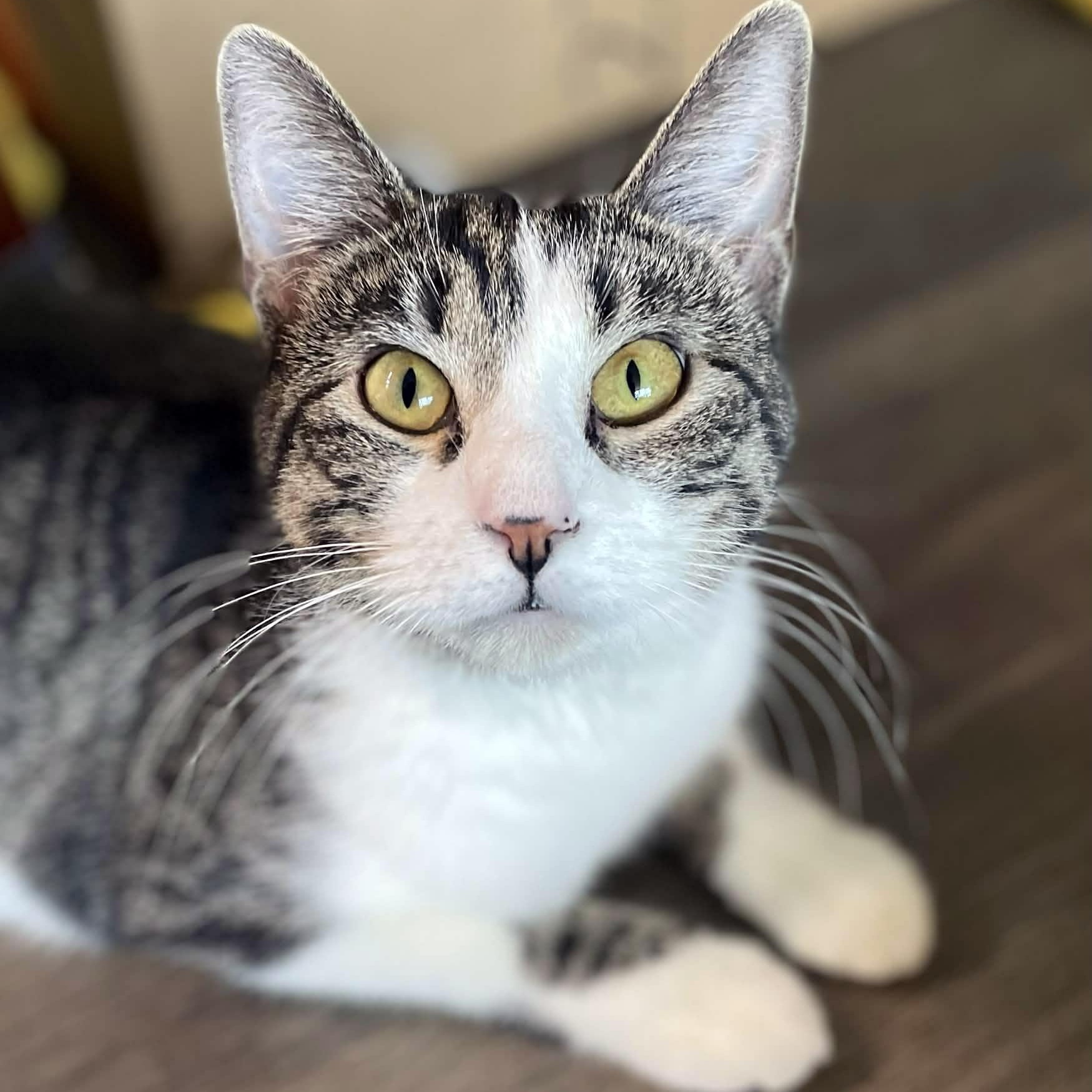 Enlarge Peri, a ADOPTABLE mixed breed in Chicago, IL image 5/6