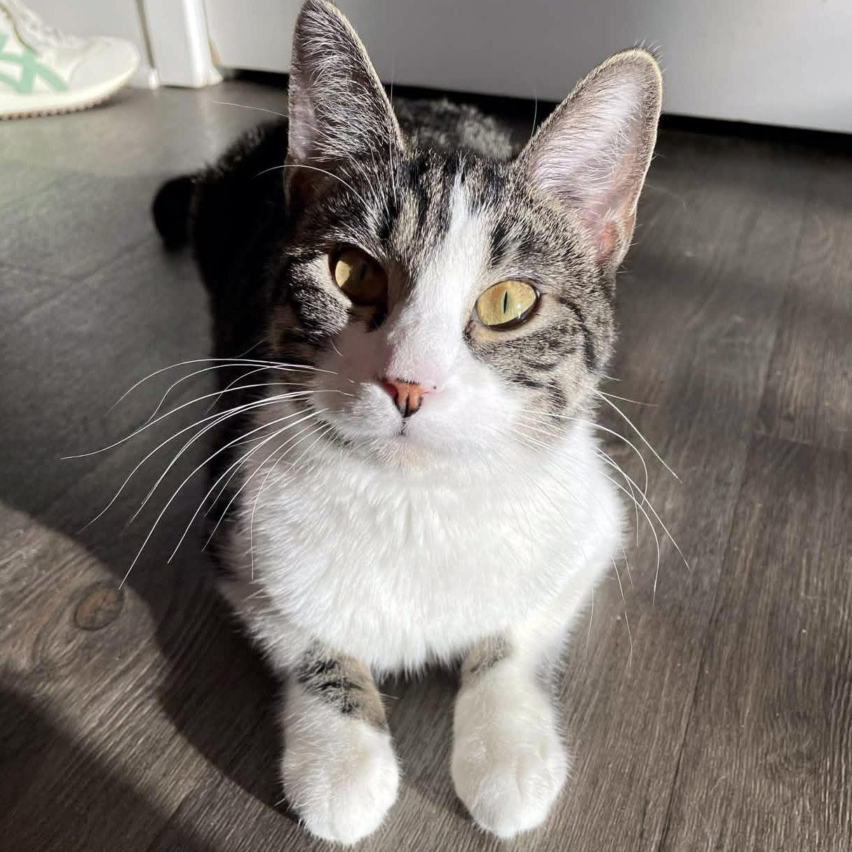 Enlarge Peri, a ADOPTABLE mixed breed in Chicago, IL image 3/6