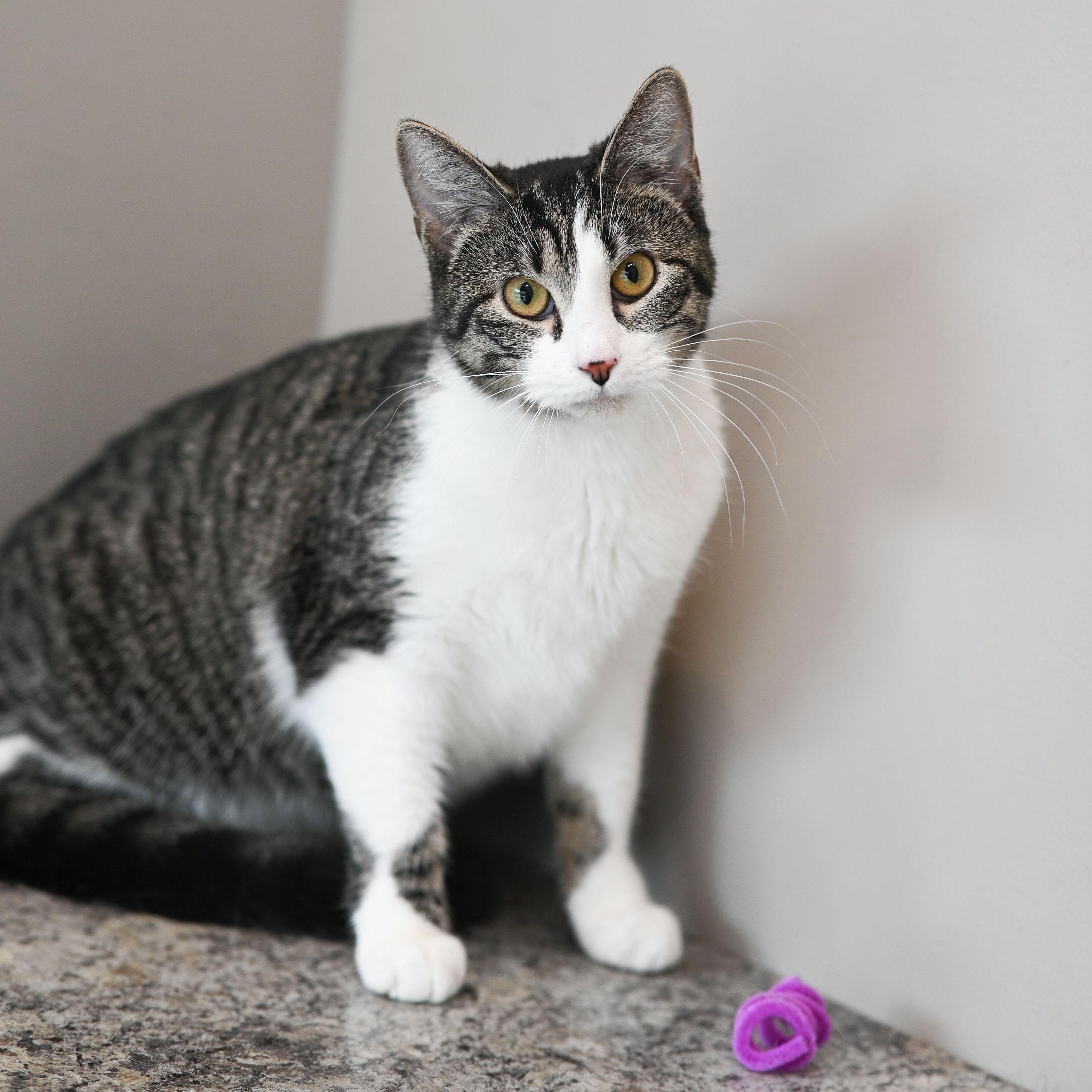 Enlarge Peri, a ADOPTABLE mixed breed in Chicago, IL image 6/6