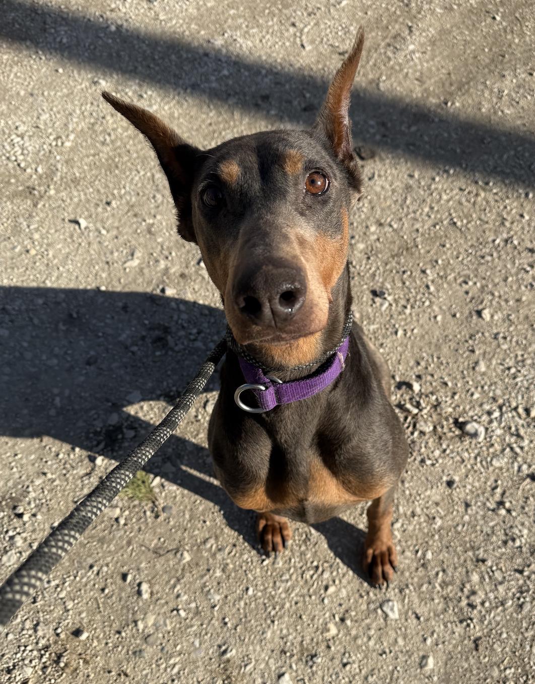 Luna, Adoptable, Adult Female Doberman Pinscher.