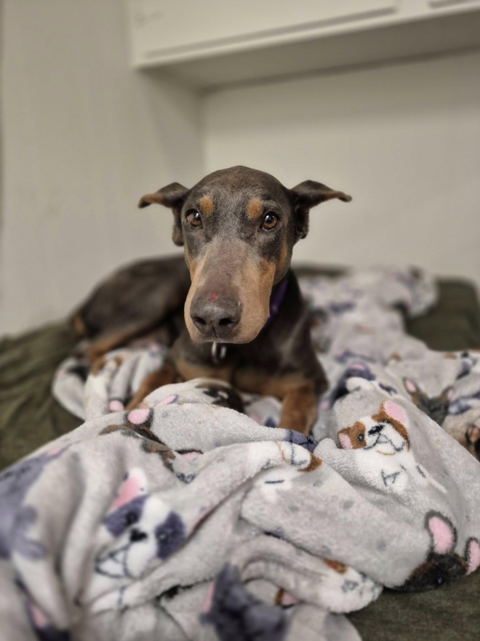 Luna, a Adoptable Doberman Pinscher image 2/3