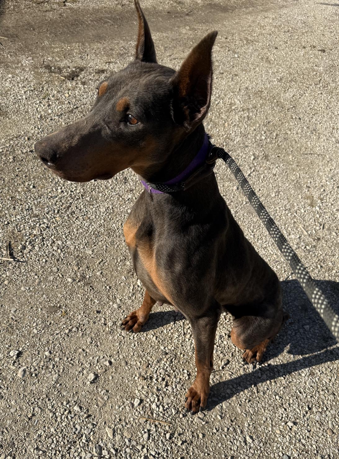 Luna, a Adoptable Doberman Pinscher image 3/3