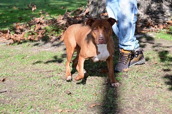 Honey, Adoptable, Adult Female Mixed Breed.