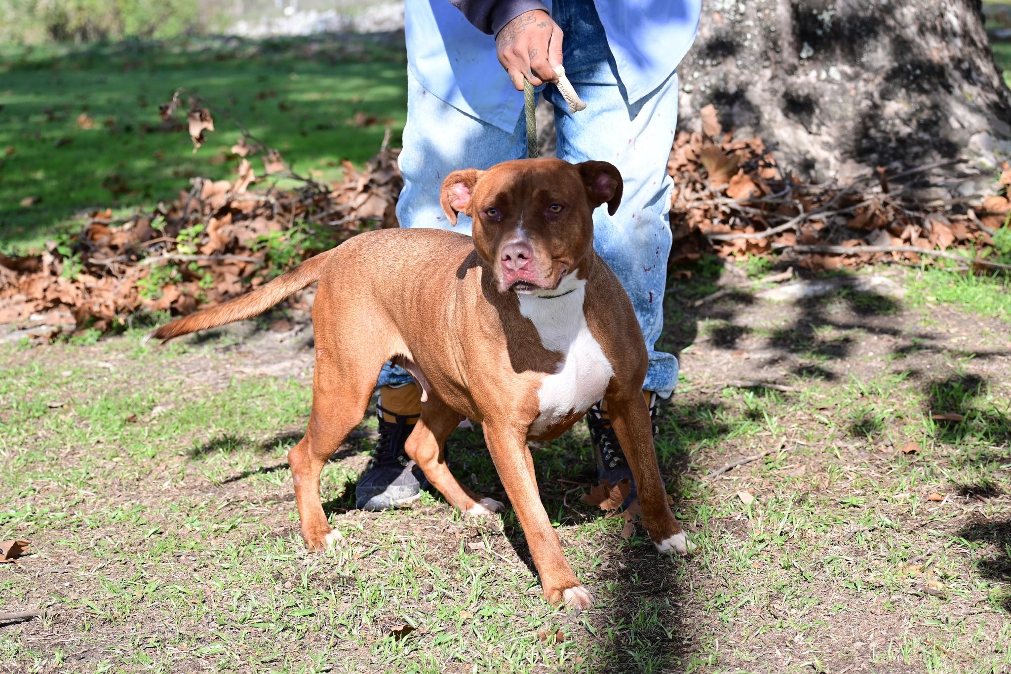 Enlarge Honey, a Adoptable mixed breed in Mullins, SC image 2/3