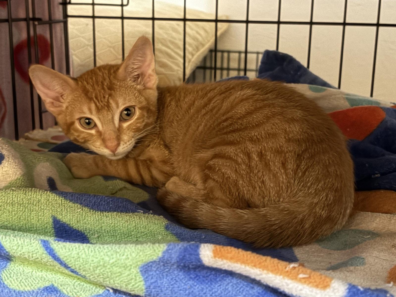 TABASCO, Adopted, Kitten Male Tabby.