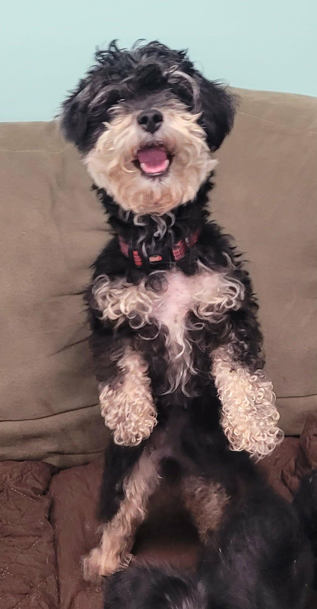 Angel, Playful Little Girl, an adopted mixed breed in Meriden, CT image 6/6