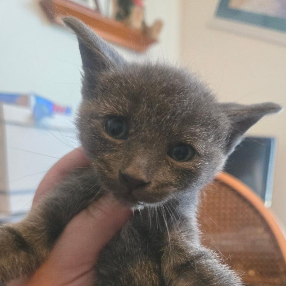 Enlarge Rain, a Adoptable American Shorthair in Calimesa, CA image 1/1