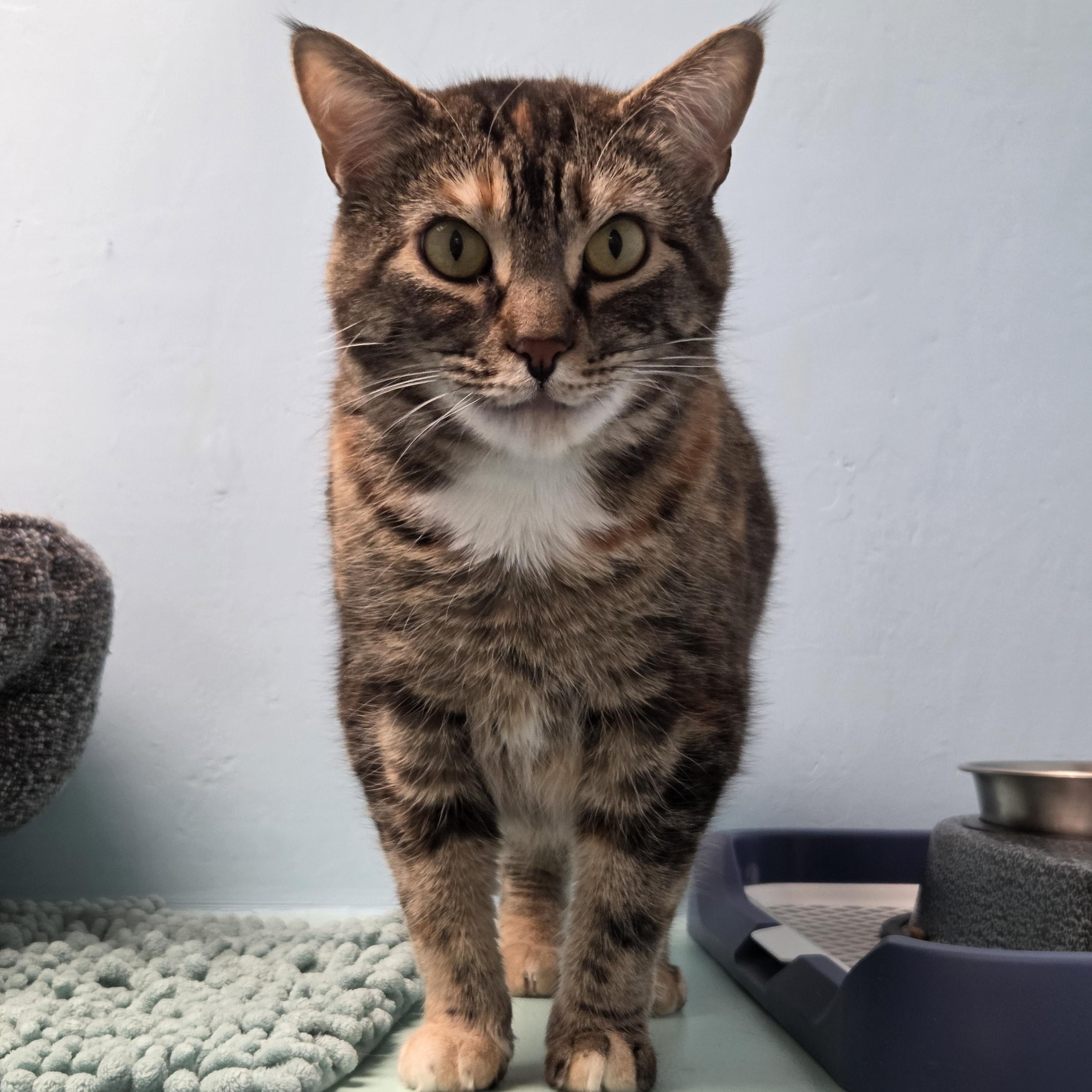 Ginseng - ABBY Mr. Pets , a ADOPTABLE Domestic Short Hair in Chilliwack, BC image 2/2