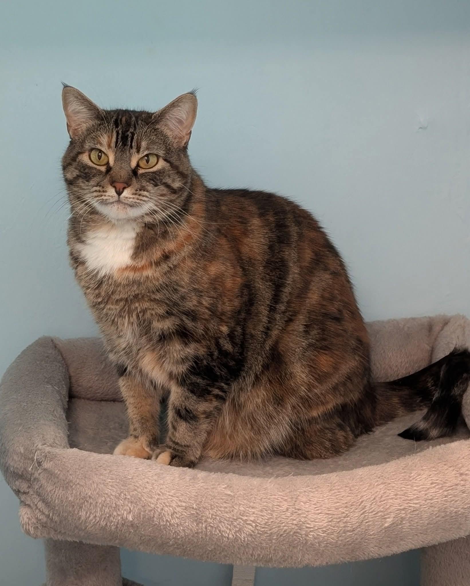 Ginseng , ADOPTABLE, Adult Female Domestic Short Hair.