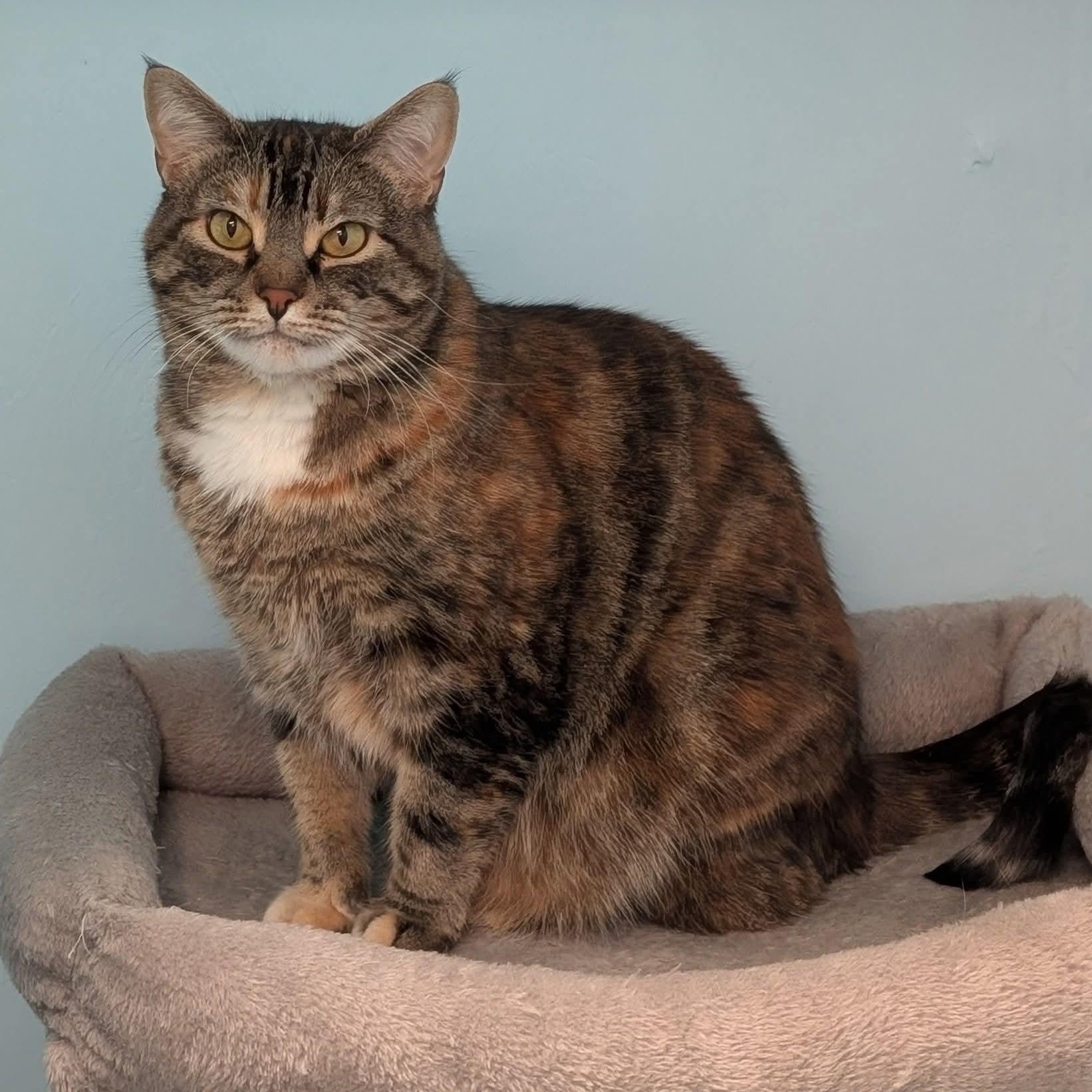 Ginseng - ABBY Mr. Pets , a ADOPTABLE Domestic Short Hair in Chilliwack, BC image 1/2