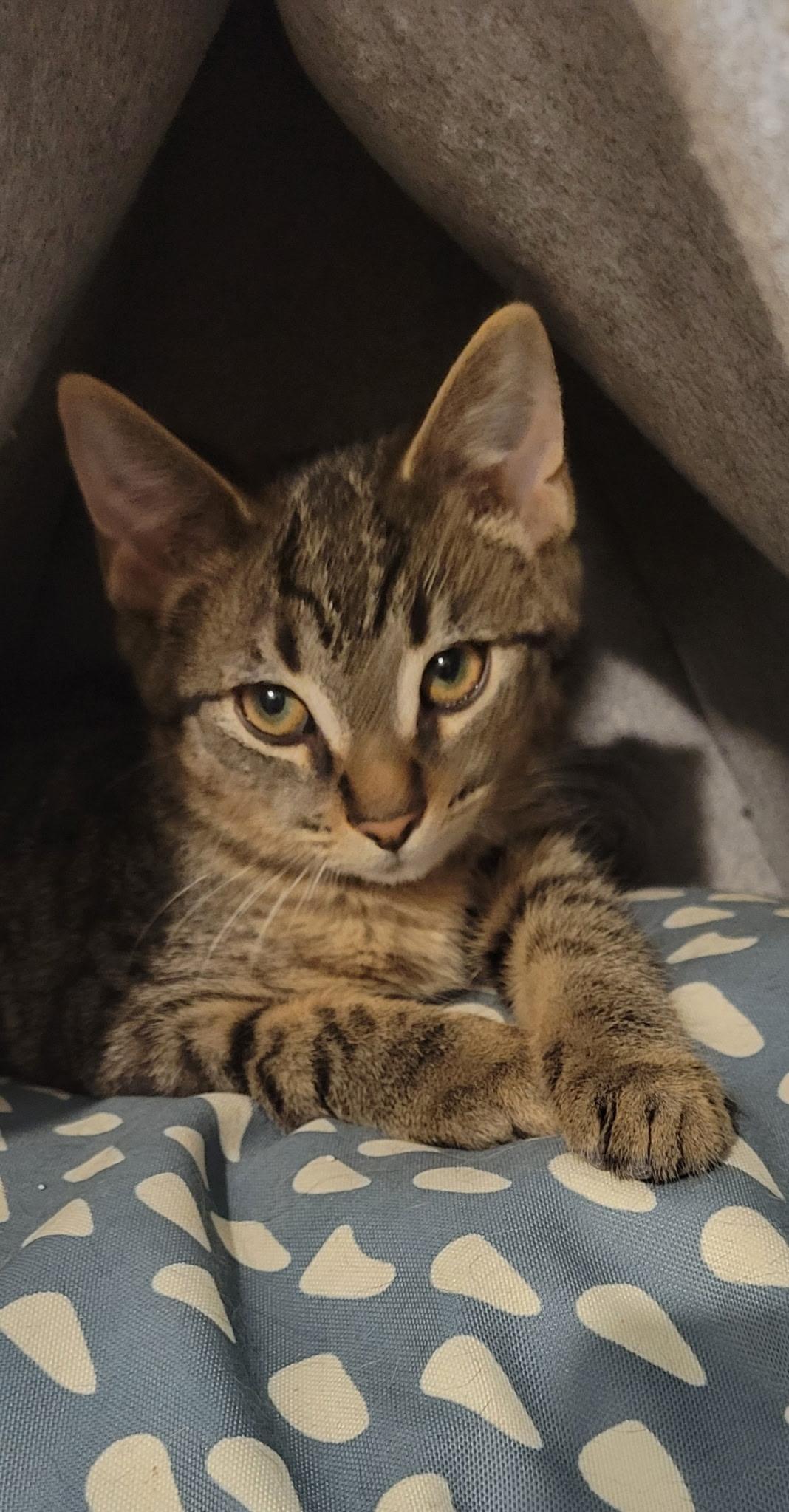 Enlarge Wally, a ADOPTABLE Tabby in Hamilton, ON image 2/2