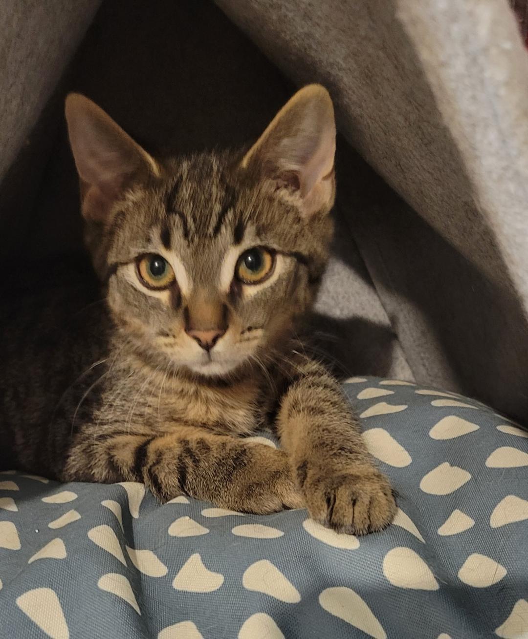 Enlarge Wally, a ADOPTABLE Tabby in Hamilton, ON image 1/2