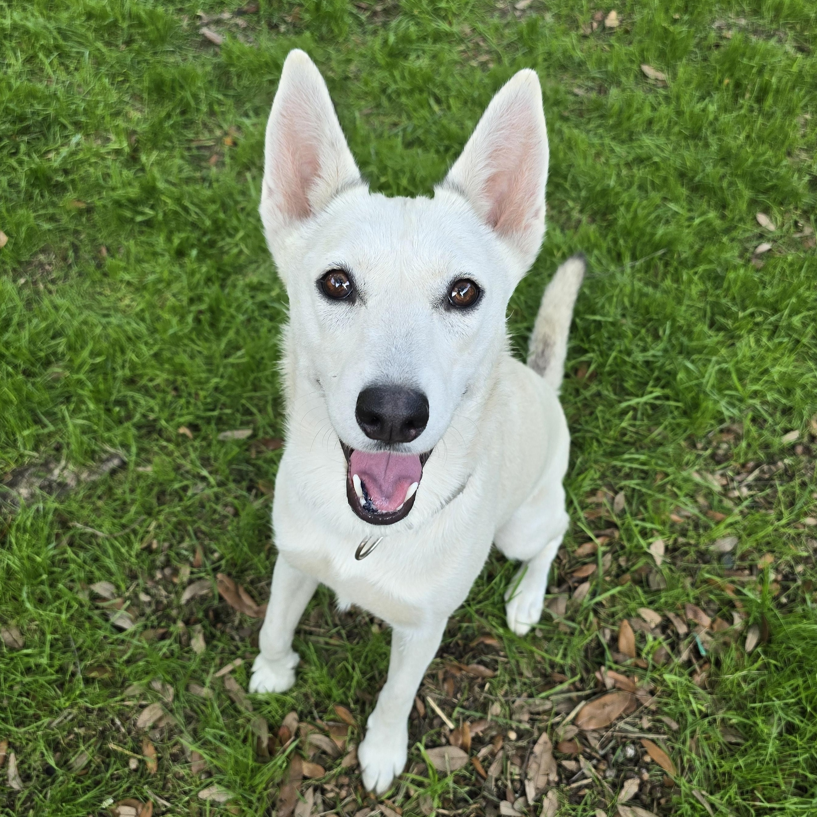 Foxy, Adoptable, Young Female German Shepherd Dog & Husky.