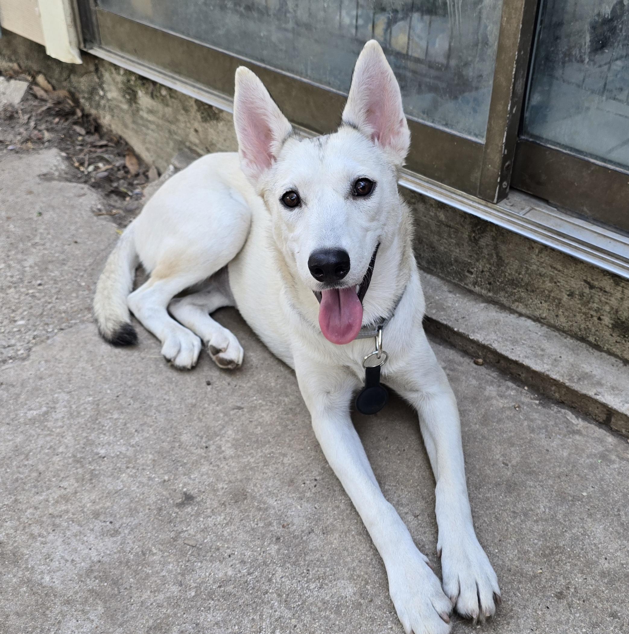 Foxy, a Adoptable mixed breed in Albany, NY image 5/6