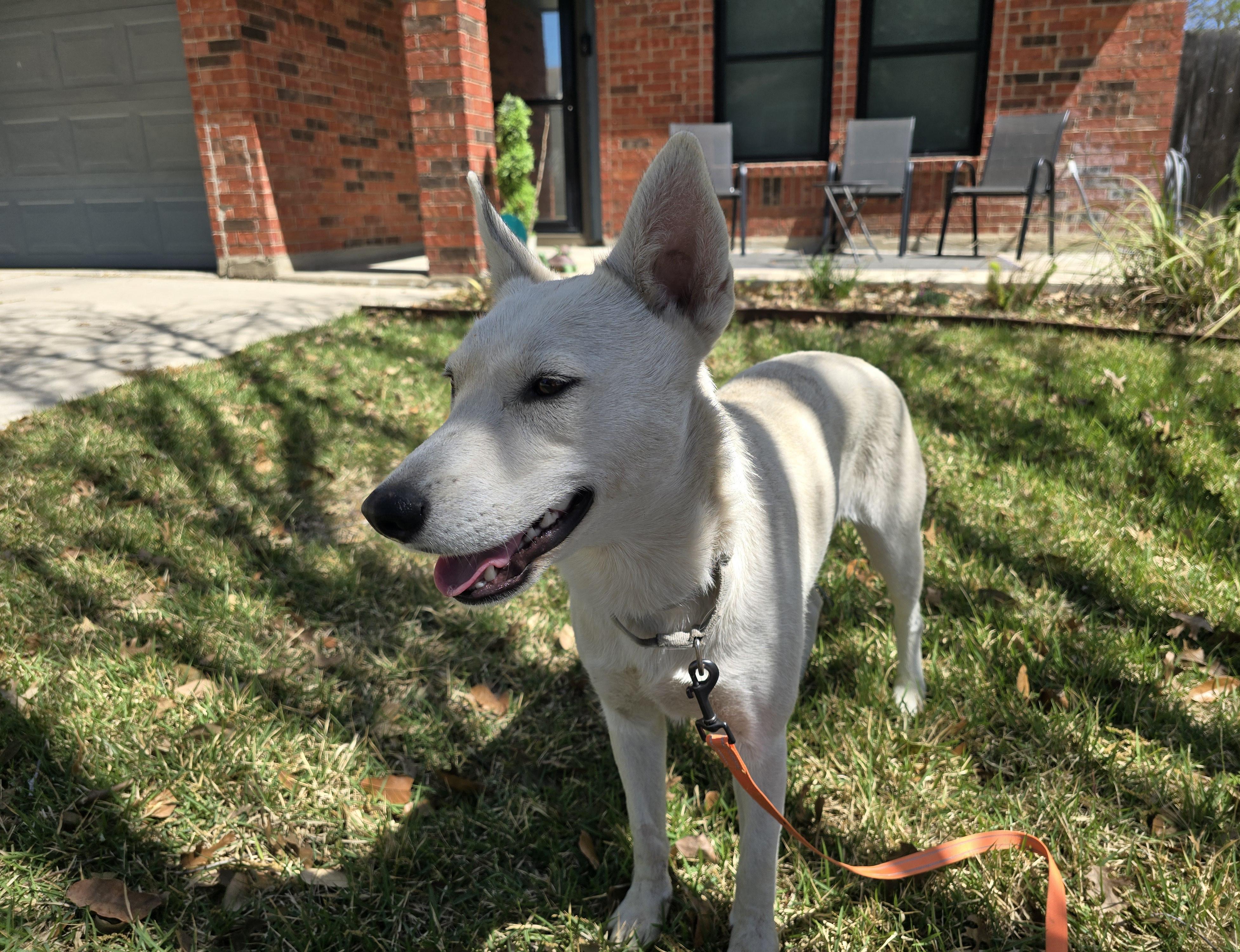 Enlarge Foxy, a Adoptable mixed breed in Harriman, NY image 2/6
