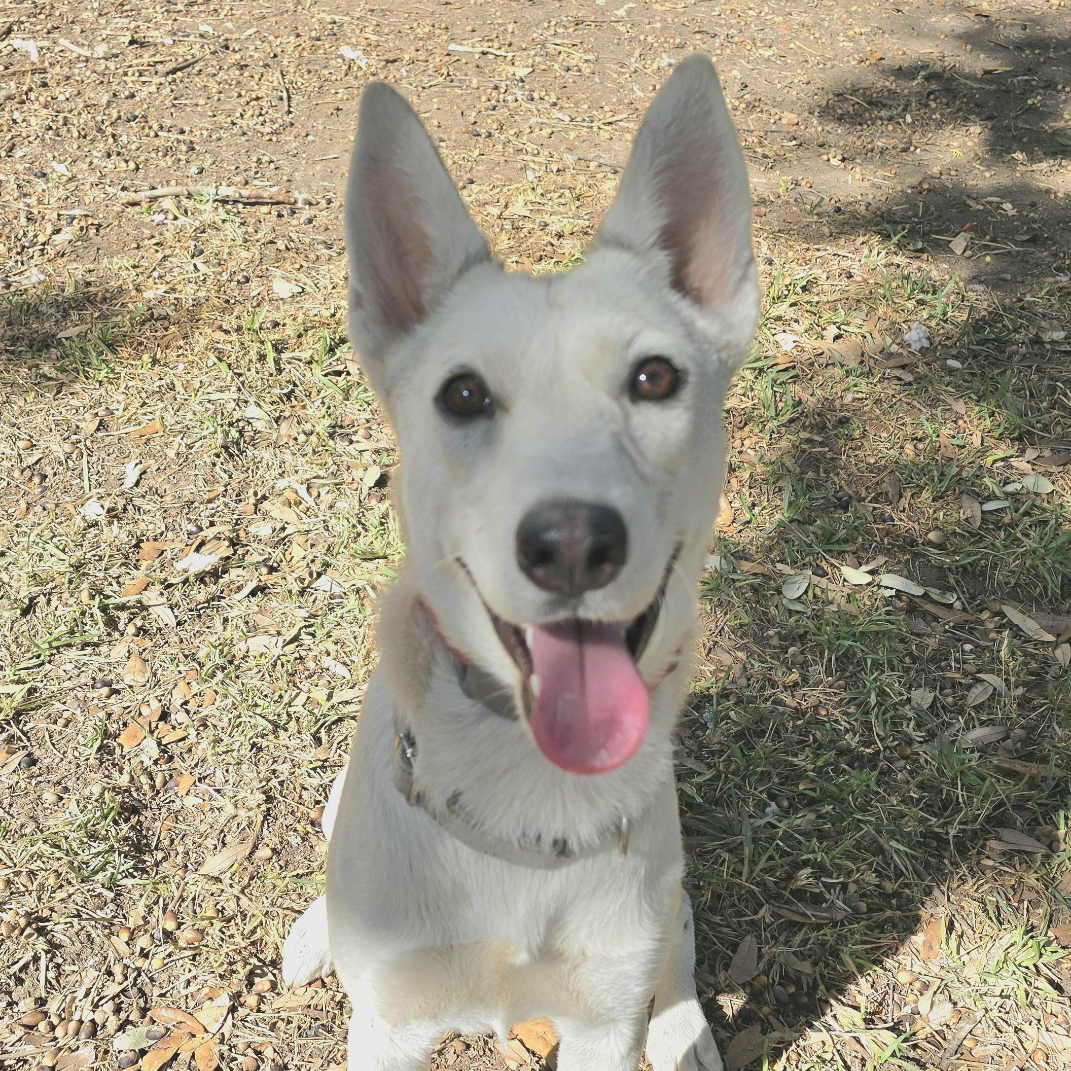 Foxy, Adoptable, Young Female German Shepherd Dog & Husky.