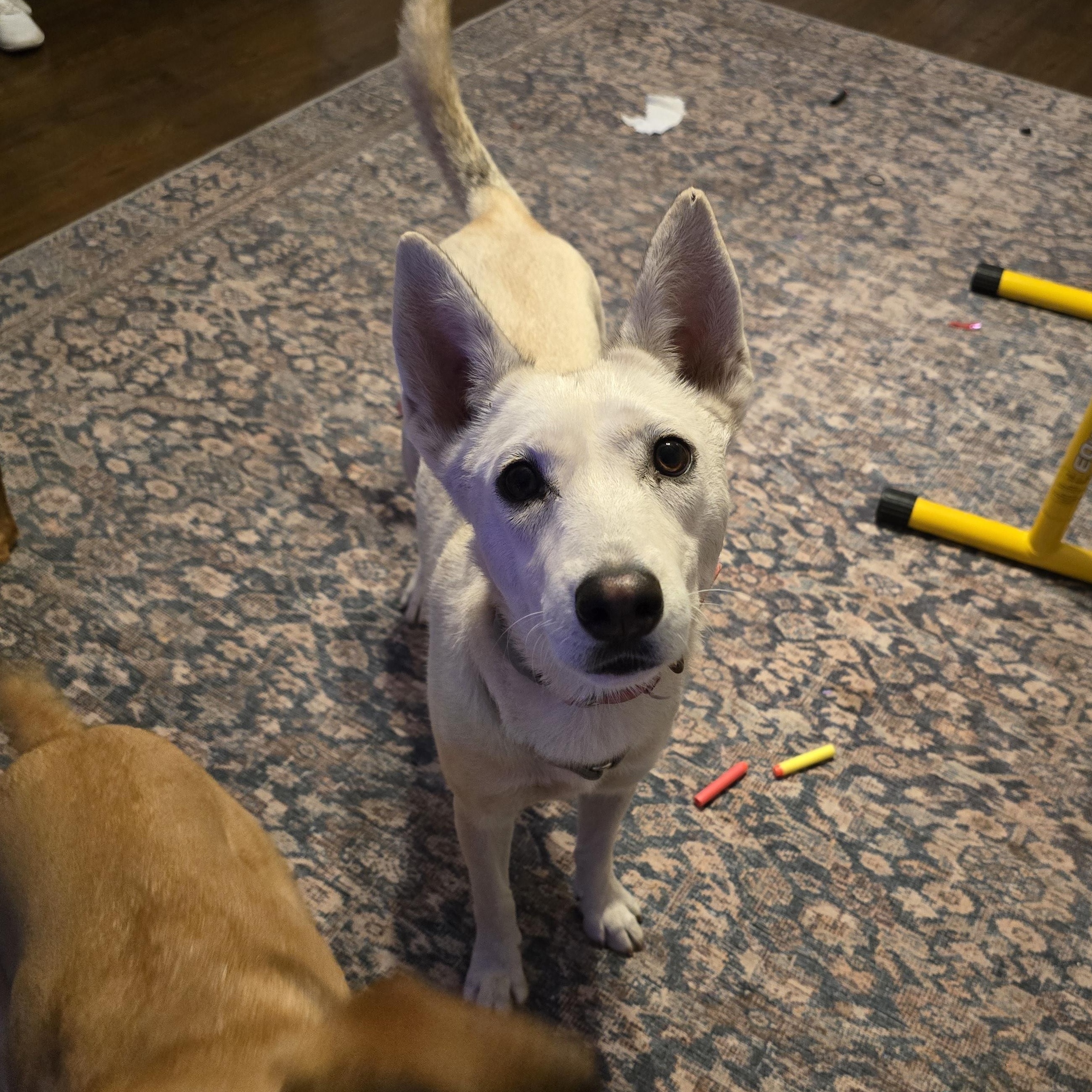 Foxy, a Adoptable mixed breed in Albany, NY image 6/6