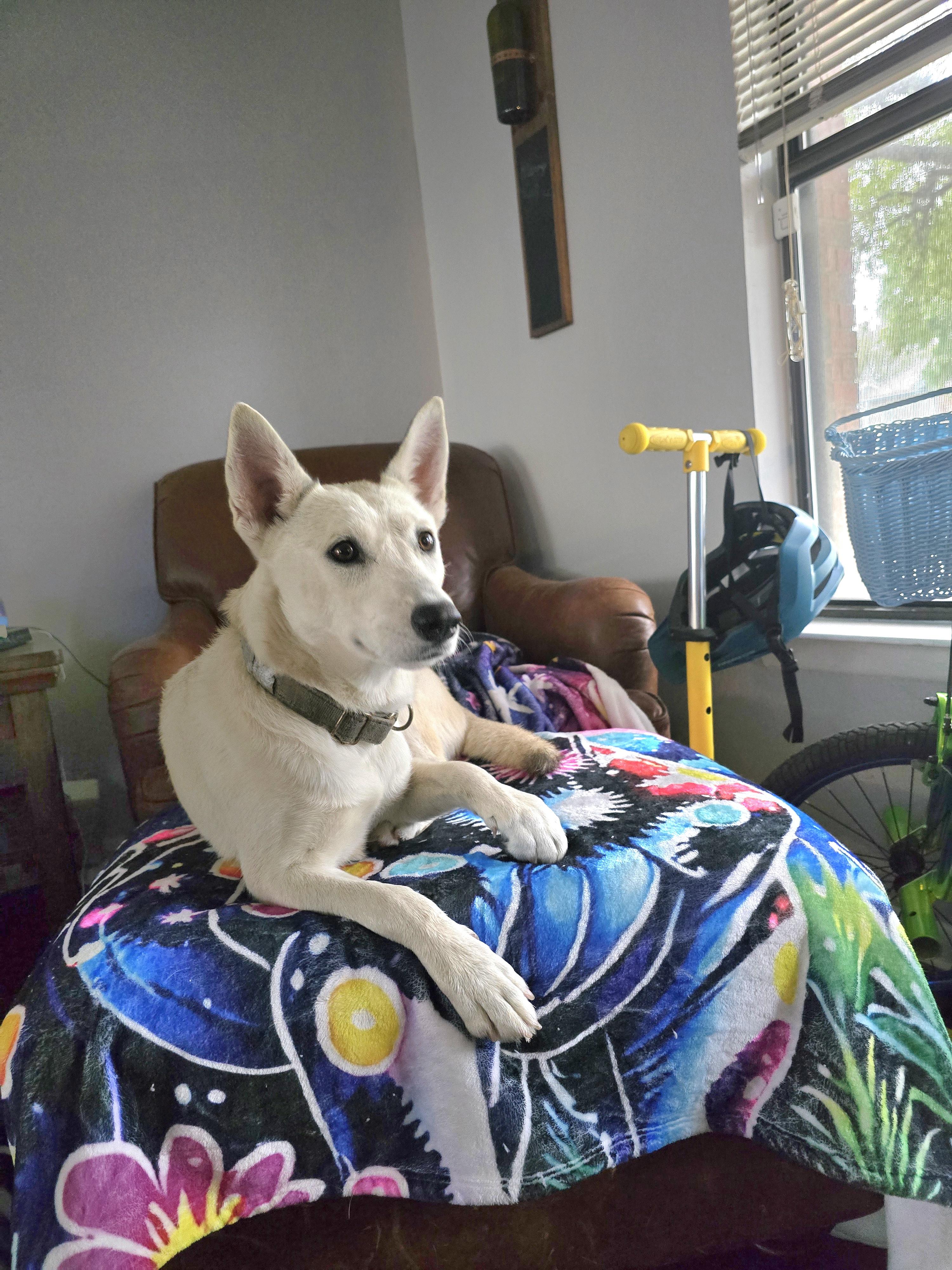 Enlarge Foxy, a Adoptable mixed breed in Harriman, NY image 6/6