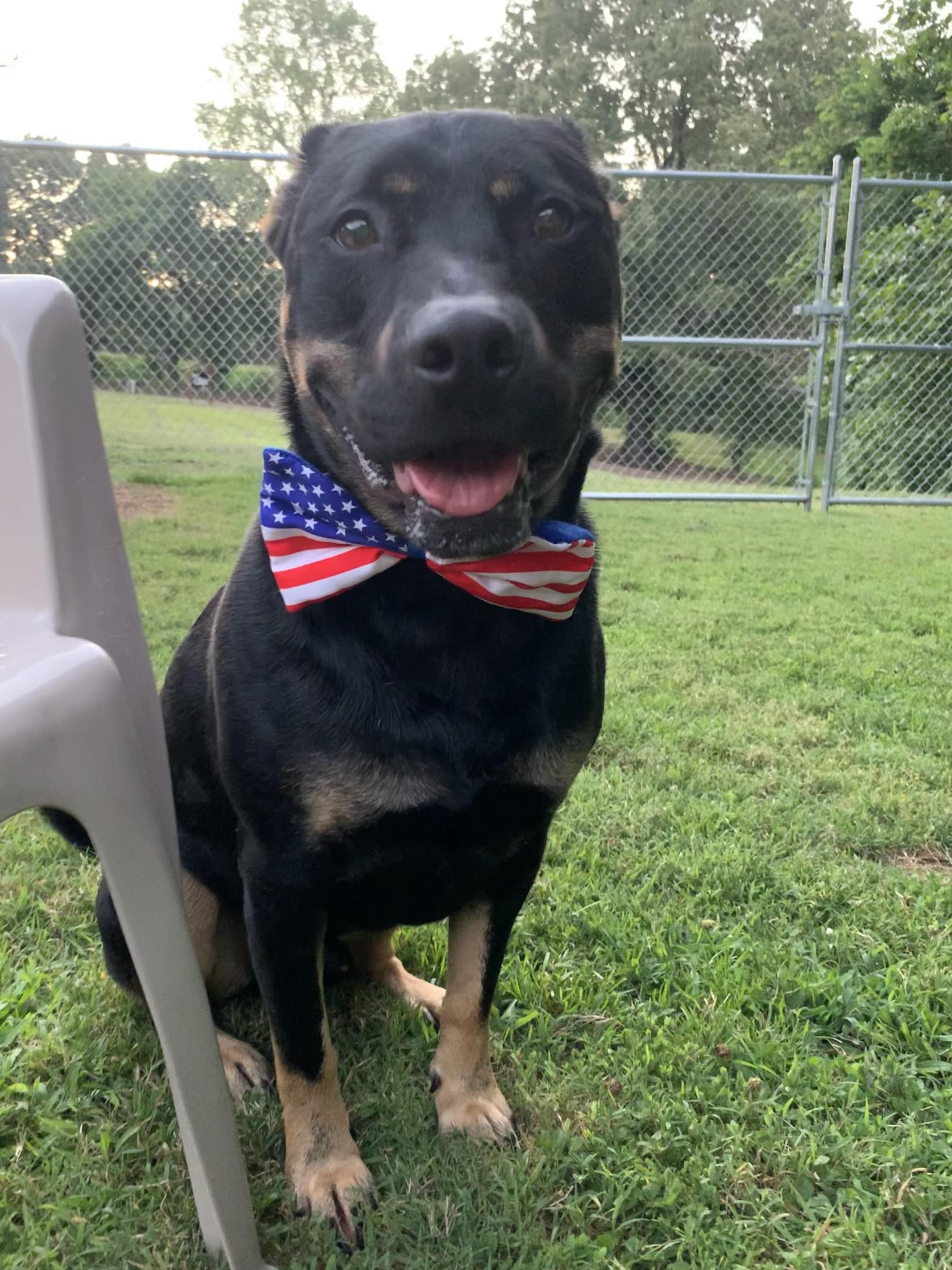 Dog for adoption - Choco B, a Rottweiler in Dyersburg, TN | Petfinder