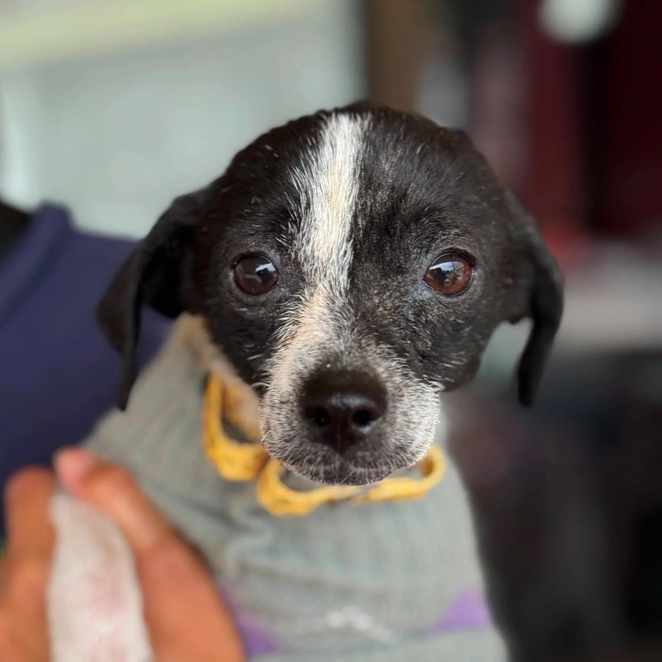 WILBER, ADOPTABLE, Puppy Male Chihuahua.