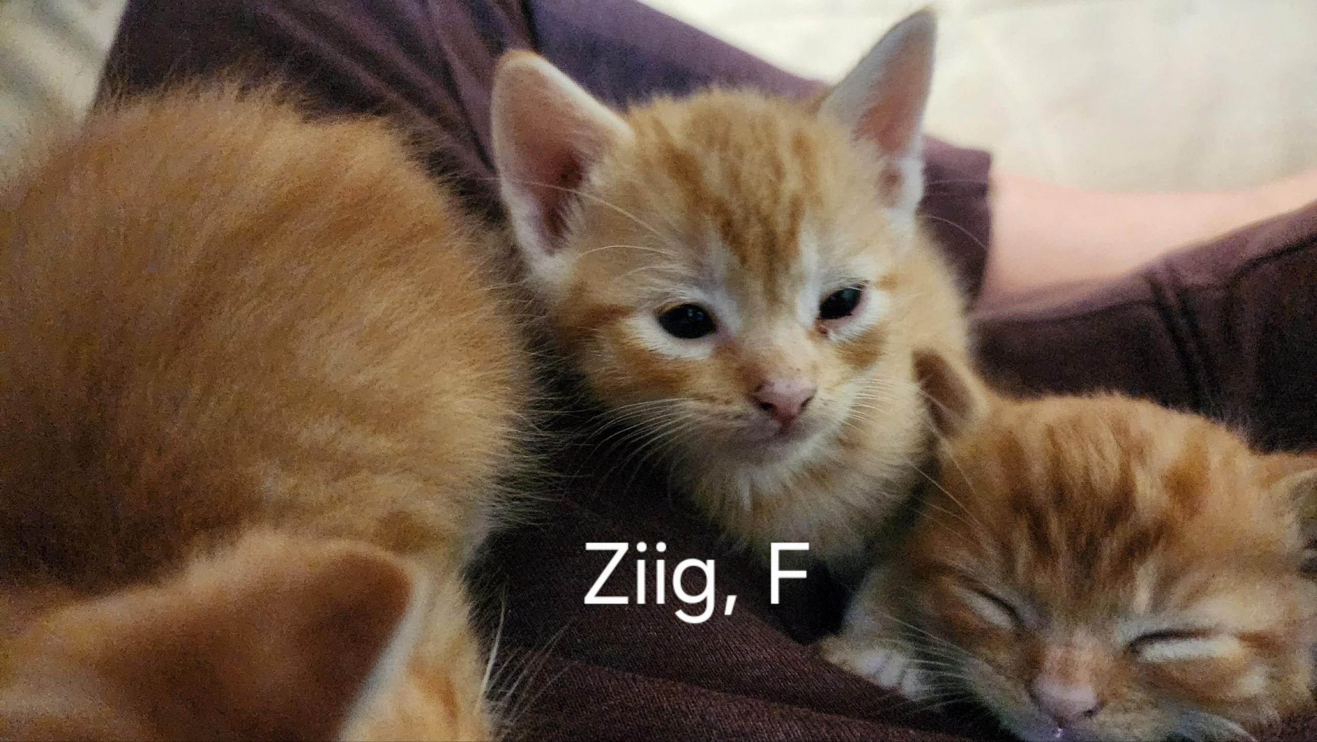 Enlarge Ziig, a Adoptable Domestic Short Hair in Greenwood, IN image 4/4