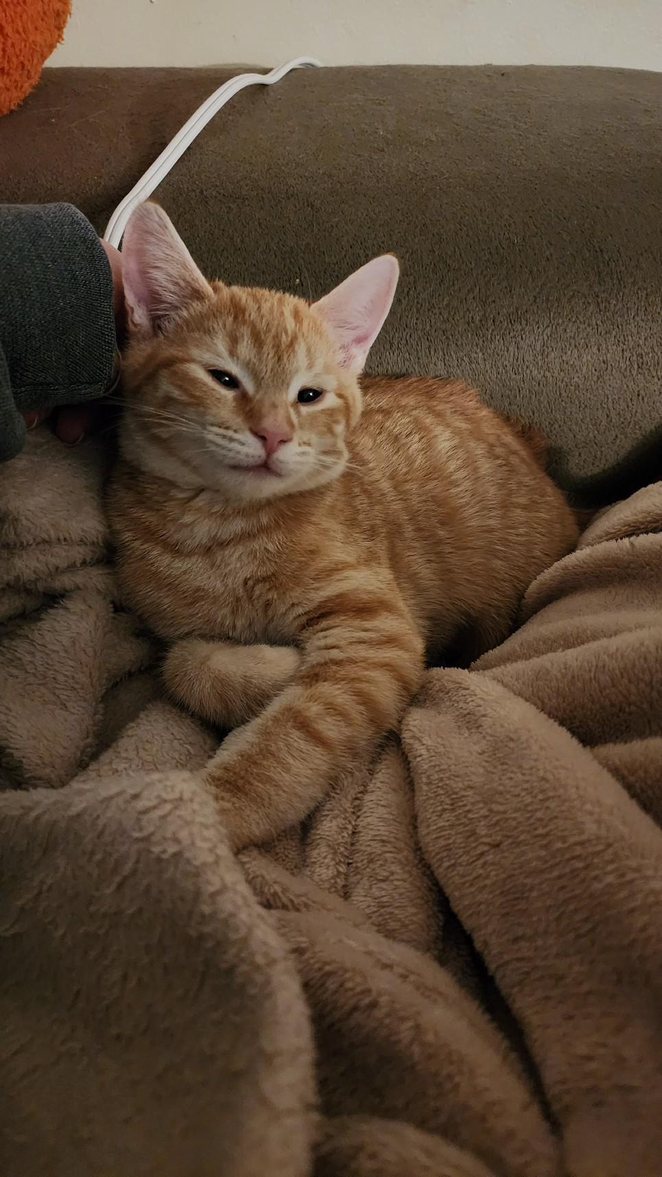 Enlarge Ziig, a Adoptable Domestic Short Hair in Greenwood, IN image 2/4