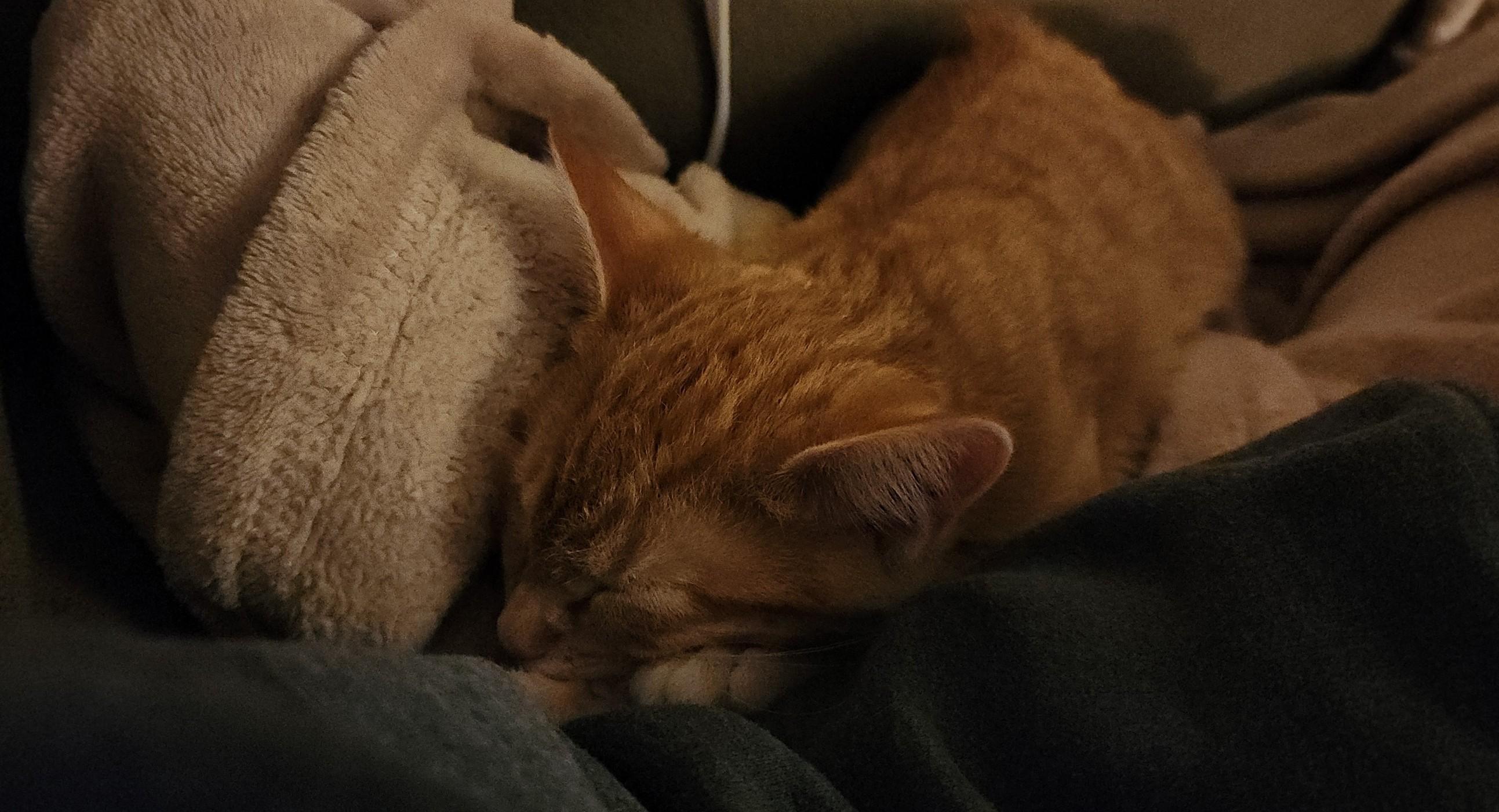 Enlarge Ziig, a Adoptable Domestic Short Hair in Greenwood, IN image 3/4